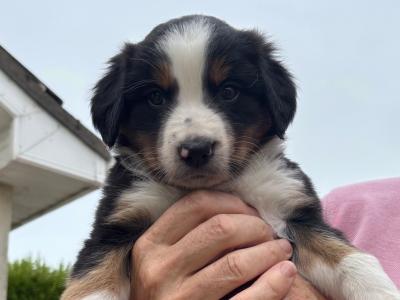 Bernese Mountain dog x Border Collie
