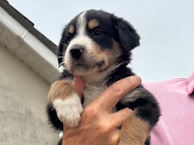 Bernese Mountain dog x Border Collie
