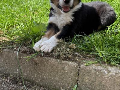 Bernese Mountain dog x Border Collie