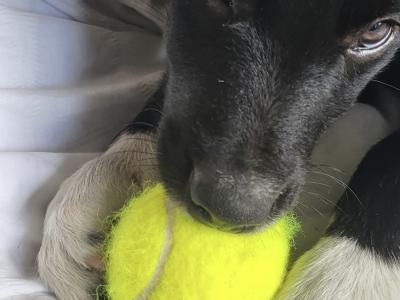 Border Collie x Shepherd puppies in Kerry *1 Male *1 Female left