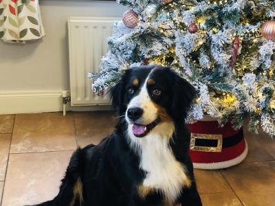Bernese Mountain dog x Border Collie