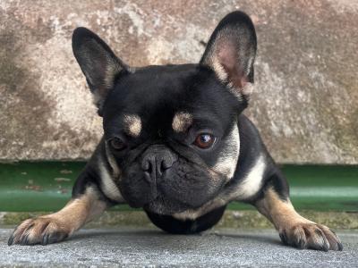 Female French Bulldog 2 years old in Clare