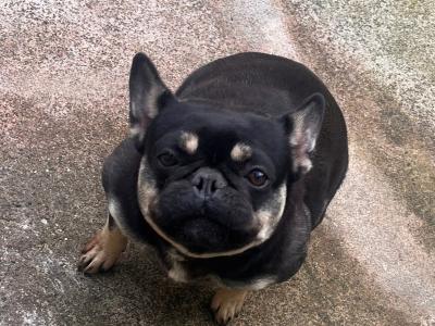 Female French Bulldog 2 years old in Clare