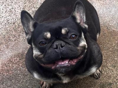 Female French Bulldog in Clare