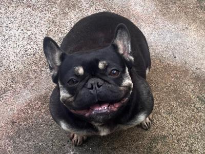Female French Bulldog 2 years old in Clare