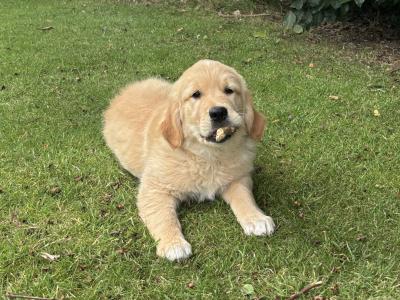 Purebred Golden Retriever puppies in Carlow