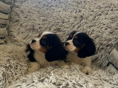 Purebred Cavalier King Charles puppies in Sligo