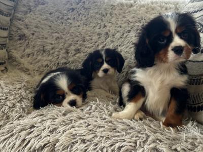 Purebred Cavalier King Charles puppies in Sligo