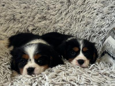 Purebred Cavalier King Charles puppies in Sligo