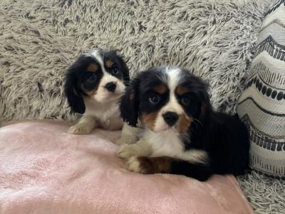 Purebred Cavalier King Charles puppies in Sligo