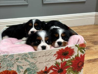 Purebred Cavalier King Charles puppies in Sligo