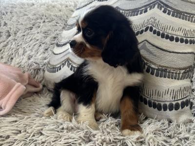 Purebred Cavalier King Charles puppies in Sligo