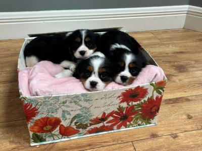 Purebred Cavalier King Charles puppies in Sligo