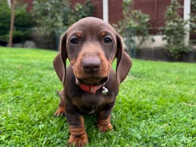Female Dachshund puppy in Longford