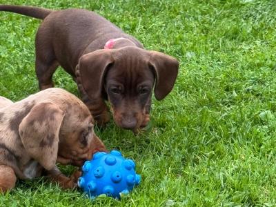 Female Dachshund puppy in Longford