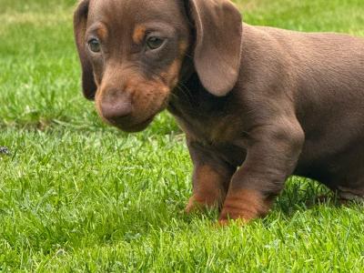 Female Dachshund puppy in Longford