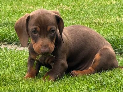 Female Dachshund puppy in Longford