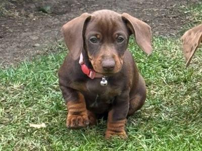 Female Dachshund puppy in Longford