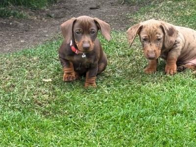 Female Dachshund puppy in Longford