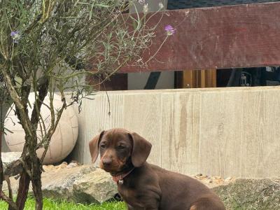 Female Dachshund puppy in Longford