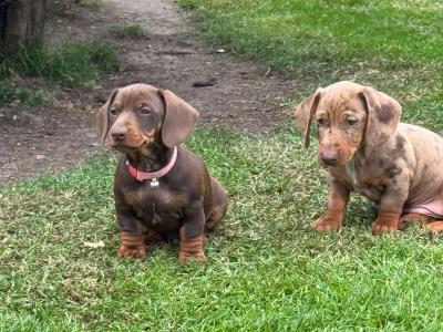 Female Dachshund puppy in Longford