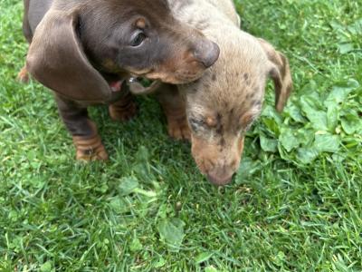 Female Dachshund puppy in Longford