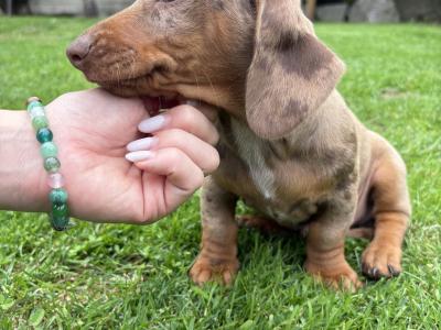 Female Dachshund puppy in Longford