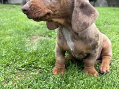 Female Dachshund puppy in Longford