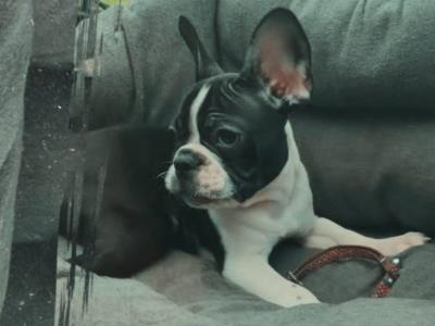 Beautiful male French Bulldog puppy 4 months old in Waterford