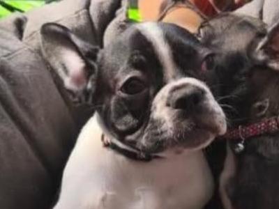 Beautiful male French Bulldog puppy in Waterford