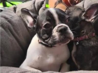 Beautiful male French Bulldog puppy 4 months old in Waterford