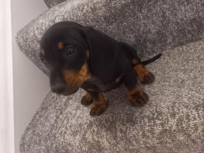 Miniature Dachshund puppies in Kilkenny
