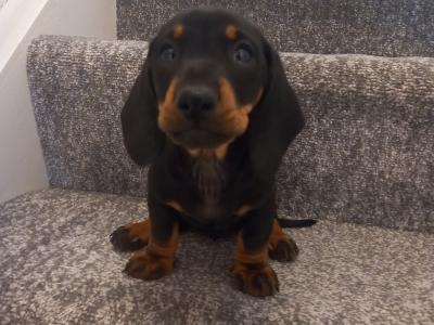 Miniature Dachshund puppies in Kilkenny
