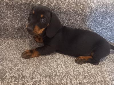 Miniature Dachshund puppies in Kilkenny