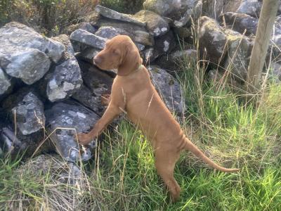 Pedigree Hungarian Vizsla puppies IKC registered for sale in Cork