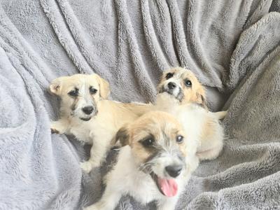 Adorable Jackie - Bichon puppies for sale in Cork