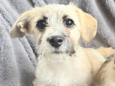 Adorable Jackie - Bichon puppies for sale in Cork