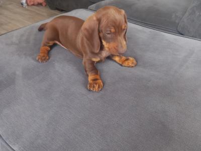 Miniature Dachshund puppies in Kilkenny