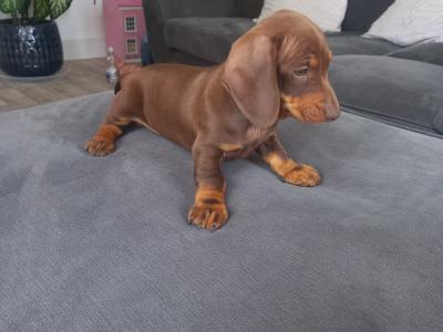 Miniature Dachshund puppies in Kilkenny