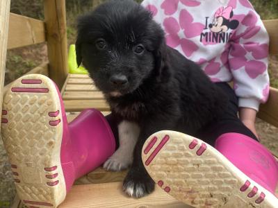 Golden Retriever x Sheepdog puppies in Limerick