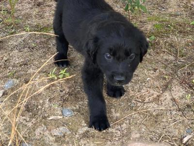 Golden Retriever x Sheepdog puppies in Limerick