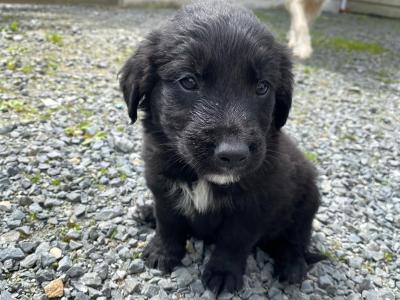 Golden Retriever x Sheepdog puppies in Limerick