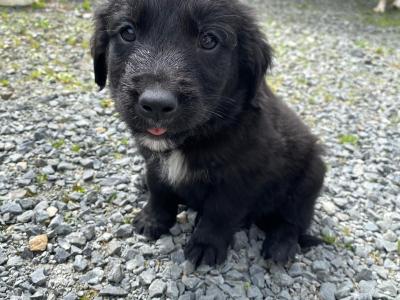 Golden Retriever x Sheepdog puppies in Limerick