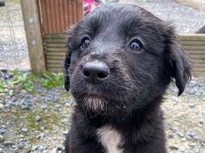 Golden Retriever x Sheepdog puppies in Limerick