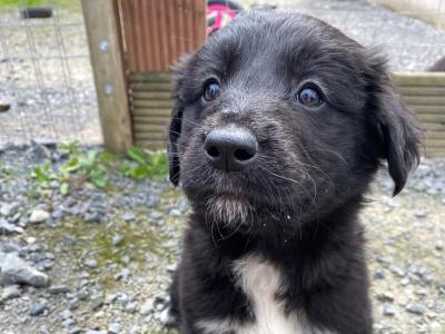 Golden Retriever x Sheepdog puppies in Limerick