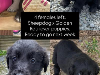 Golden Retriever x Sheepdog puppies in Limerick