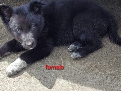 Collie x German Shepherd puppies