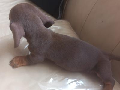 Miniature Dachshund puppies in Laois