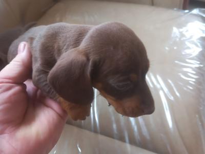 Miniature Dachshund puppies in Laois