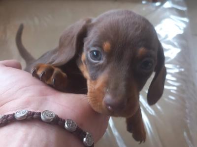 Miniature Dachshund puppies in Laois